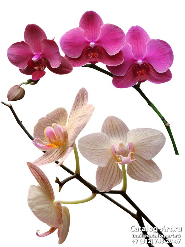 картинки для фотопечати на потолках, идеи, фото, образцы - Потолки с фотопечатью - Розовые орхидеи 47